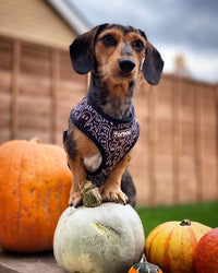 Thumbnail for Dachshund wearing TopDog Harnesses Squad Ghouls reversible dog harness, sitting on top of a pumpkin amongst other pumpkins