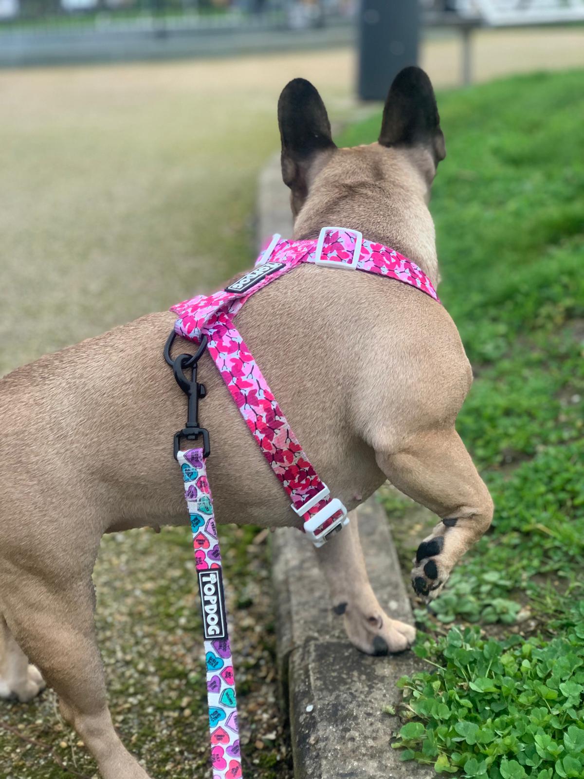 French Bulldog wearing TopDog Harnesses Love Bug Strap dog harness looking behind while on a dog walk