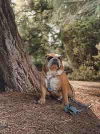 Thumbnail for Bulldog wearing a TopDog Harnesses It's Just an Illusion Strap dog harness, sitting next to a large tree