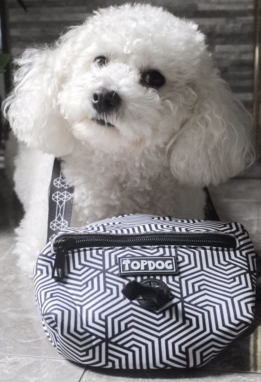 Bichon Frisé with TopDog Harnesses Matching Essential Dog walking bag