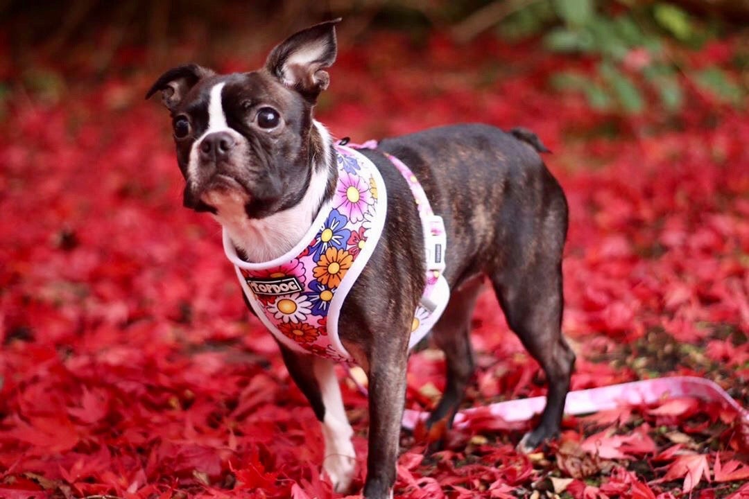 Boston Terrier X wearing TopDog Harnesses Pretty in Pink Reversible dog harness, standing in fallen red leaves.