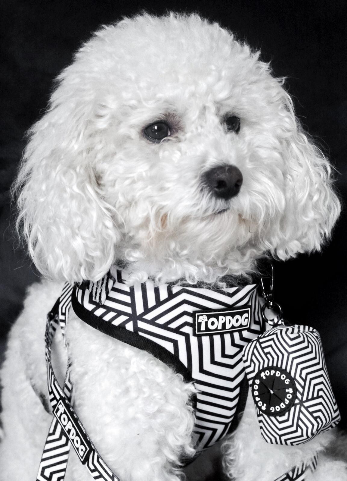 Bichon Frisé wearing a TopDog Harnesses It's Just an Illusion Adjustable dog harness