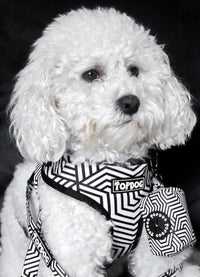 Thumbnail for Bichon Frisé wearing a TopDog Harnesses It's Just an Illusion Adjustable dog harness