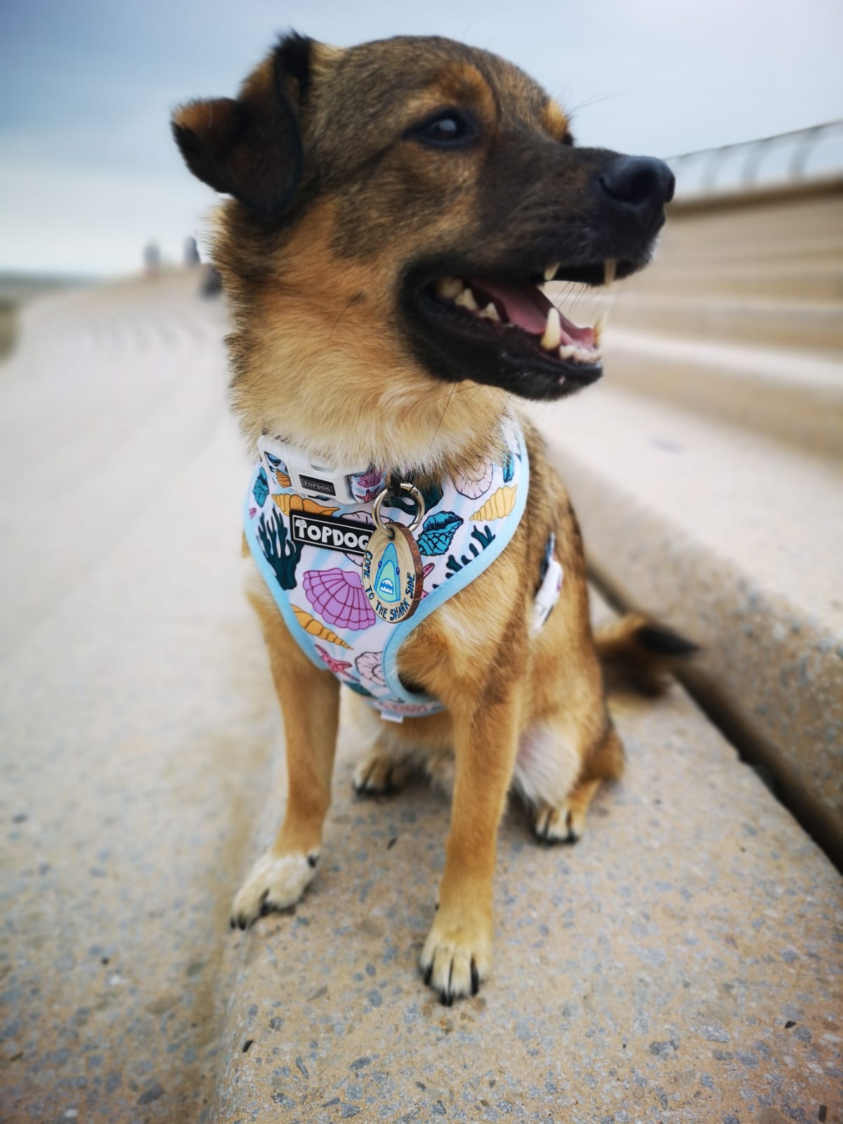 Mixed breed dog wearing TopDog Harnesses Shore Thing Reversible dog harness on the steps at the beach