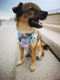 Thumbnail for Mixed breed dog wearing TopDog Harnesses Shore Thing Reversible dog harness on the steps at the beach