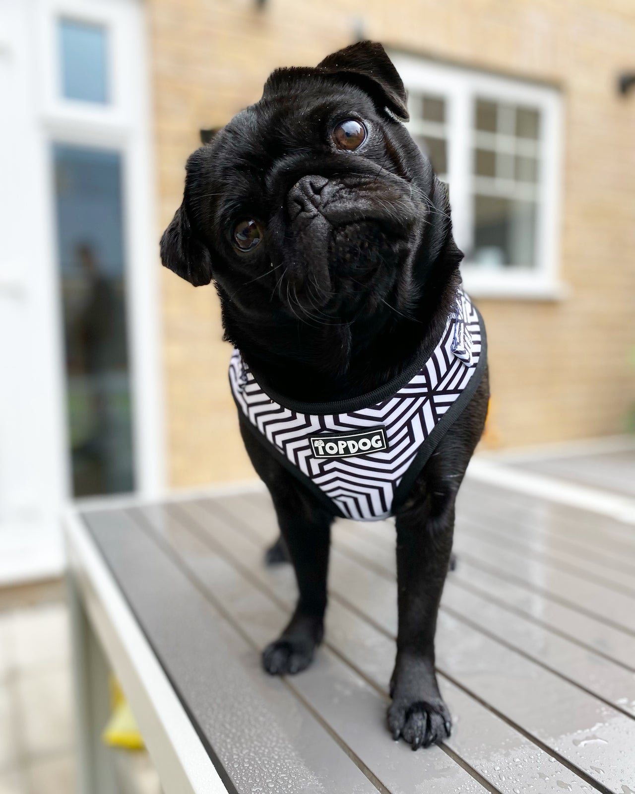 Black Pug wearing a TopDog Harnesses It's Just an Illusion Adjustable dog harness standing on a table looking at the camera with a tilted head.
