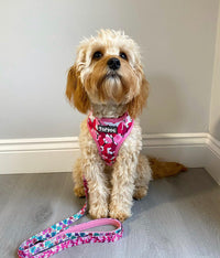 Thumbnail for Cavapoo wearing TopDog Harnesses Love Bug Reversible dog harness sitting on a wooden floor in front of a grey painted wall