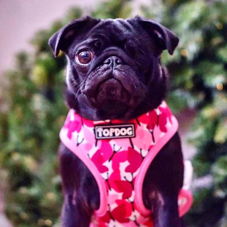 Pug wearing TopDog Harnesses Love Bug Reversible dog harness sitting in front of a plant
