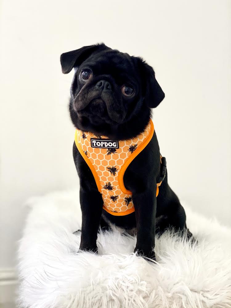 Black pug wearing a TopDog Harnesses Bee Kind reversible dog harness sitting on a white rug