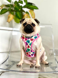 Thumbnail for Pug wearing TopDog Harnesses Love Bug Reversible dog harness sitting on a clear perspex chair