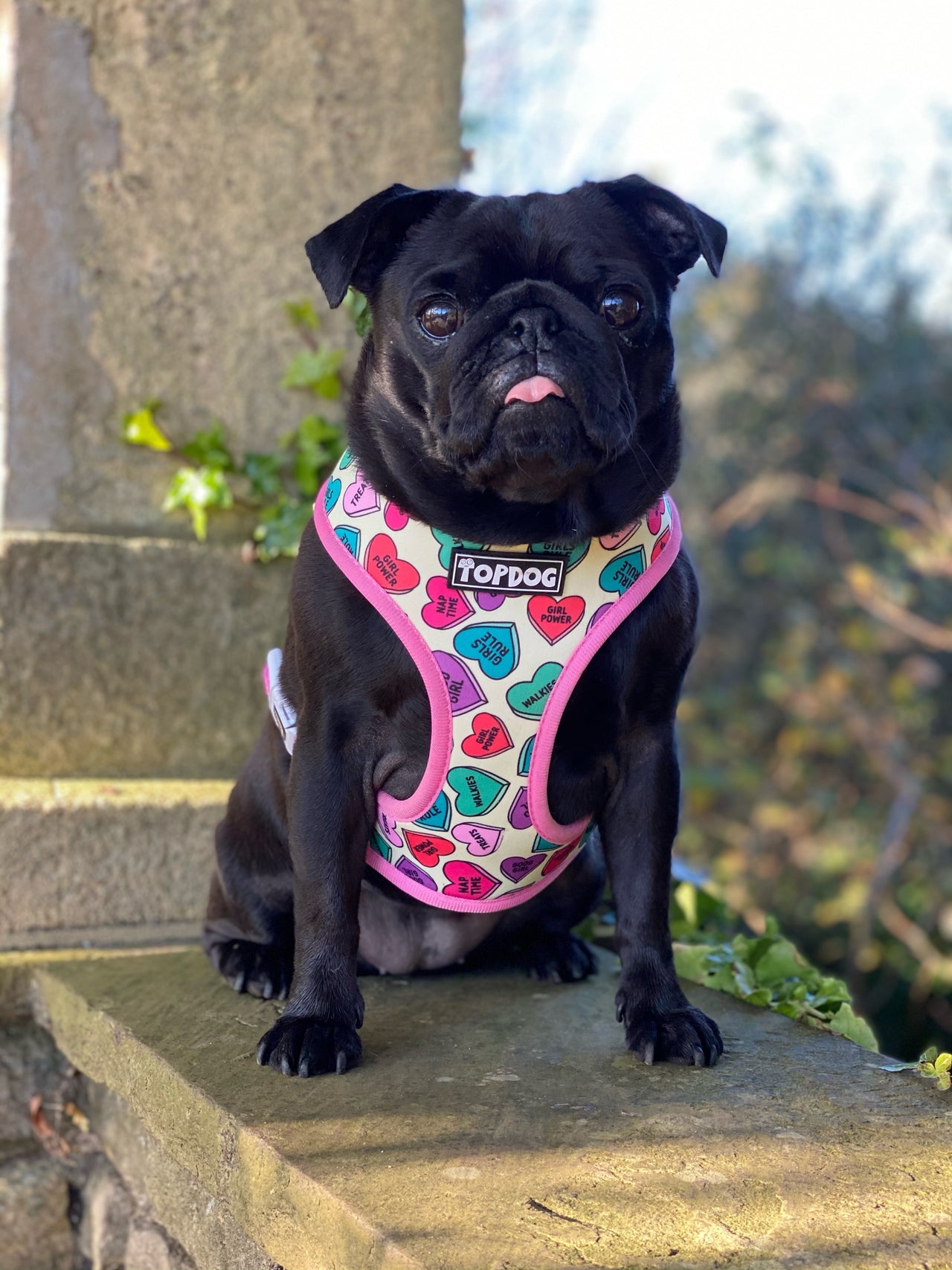 Pug wearing TopDog Harnesses Love Bug Reversible dog harness, sitting on a wall in the garden
