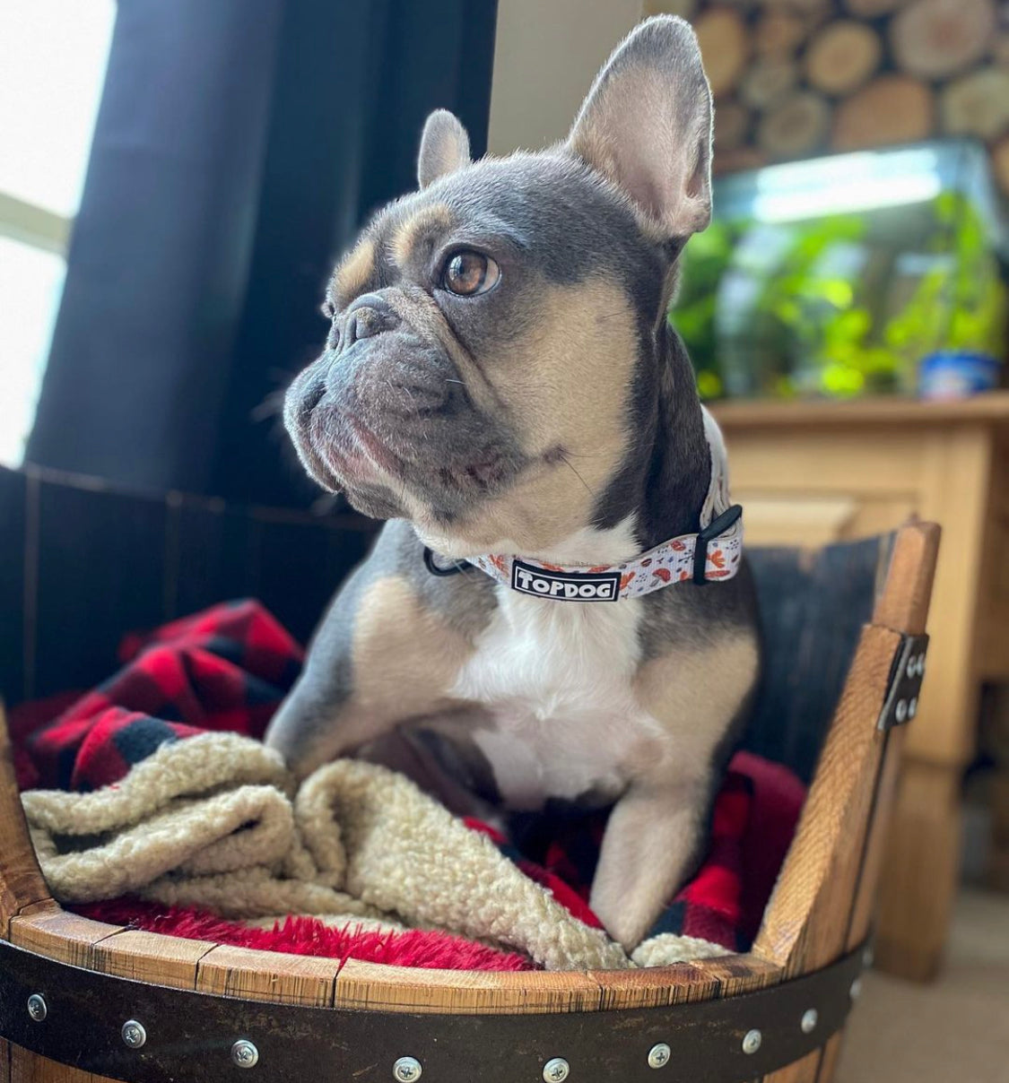 French Bulldog wearing TopDog Harnesses Woodland Treasures Dog Collar, sitting in a dog bed with a blanket