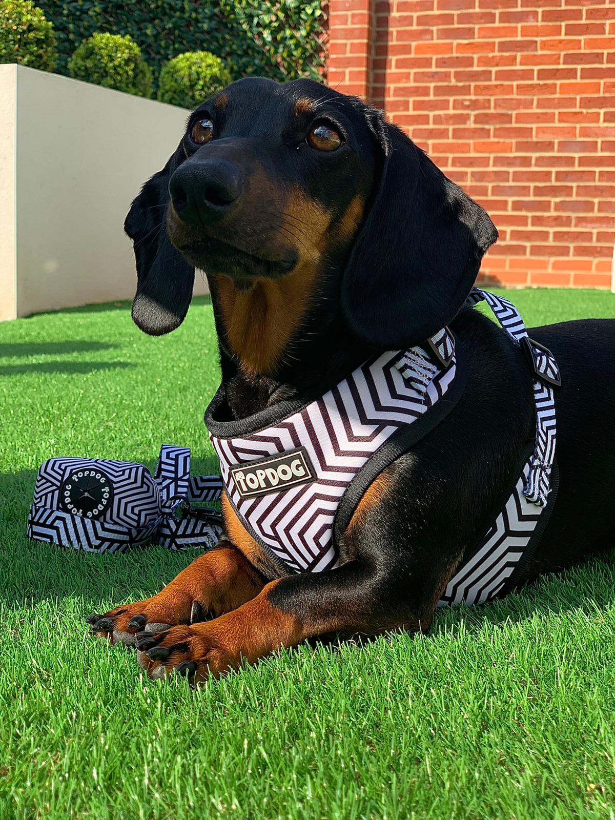Dachshund wearing a TopDog Harnesses It's Just an Illusion Adjustable dog harness sitting on the grass
