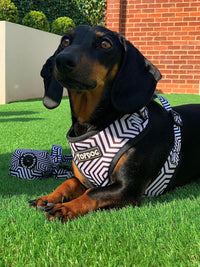 Thumbnail for Dachshund wearing a TopDog Harnesses It's Just an Illusion Adjustable dog harness lying on the grass