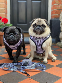 Thumbnail for Two pugs both wearing TopDog Harnesses It's Just an Illusion Adjustable dog harness sitting on a path near a house with a grey door.