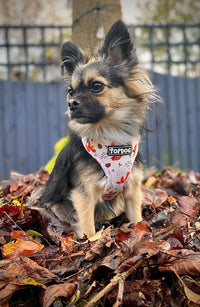 Thumbnail for Chihuahua wearing TopDog Harnesses Woodland Treasures Adjustable dog harness, sitting on autumnal leaves