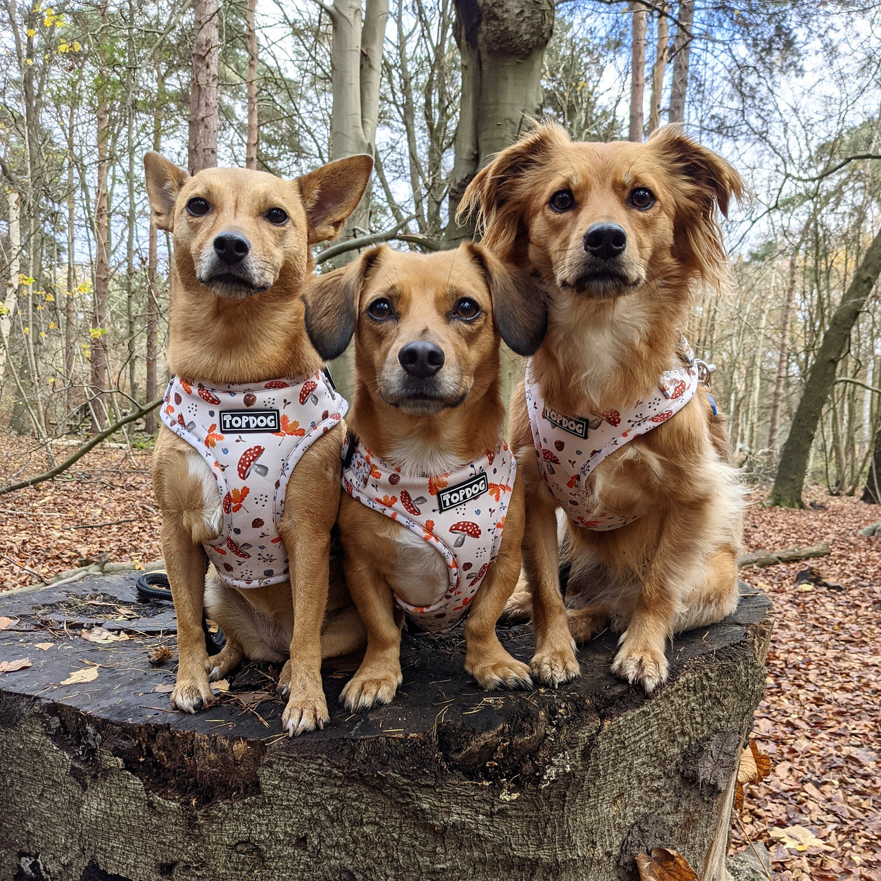 Three mixed breed tan coloured dogs wearing TopDog Harnesses Woodland Treasures Adjustable dog harness, all sitting on a tree stump in the woods