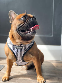 Thumbnail for French Bulldog wearing TopDog Harnesses It's Just an Illusion Adjustable dog harness sitting on a wooden floor
