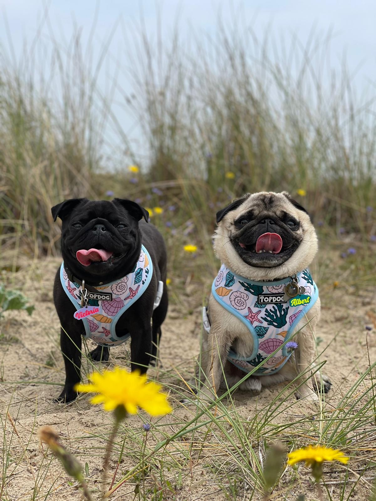Two pugs wearing TopDog Harnesses Shore Thing Reversible dog harness, both sitting in the sand dunes