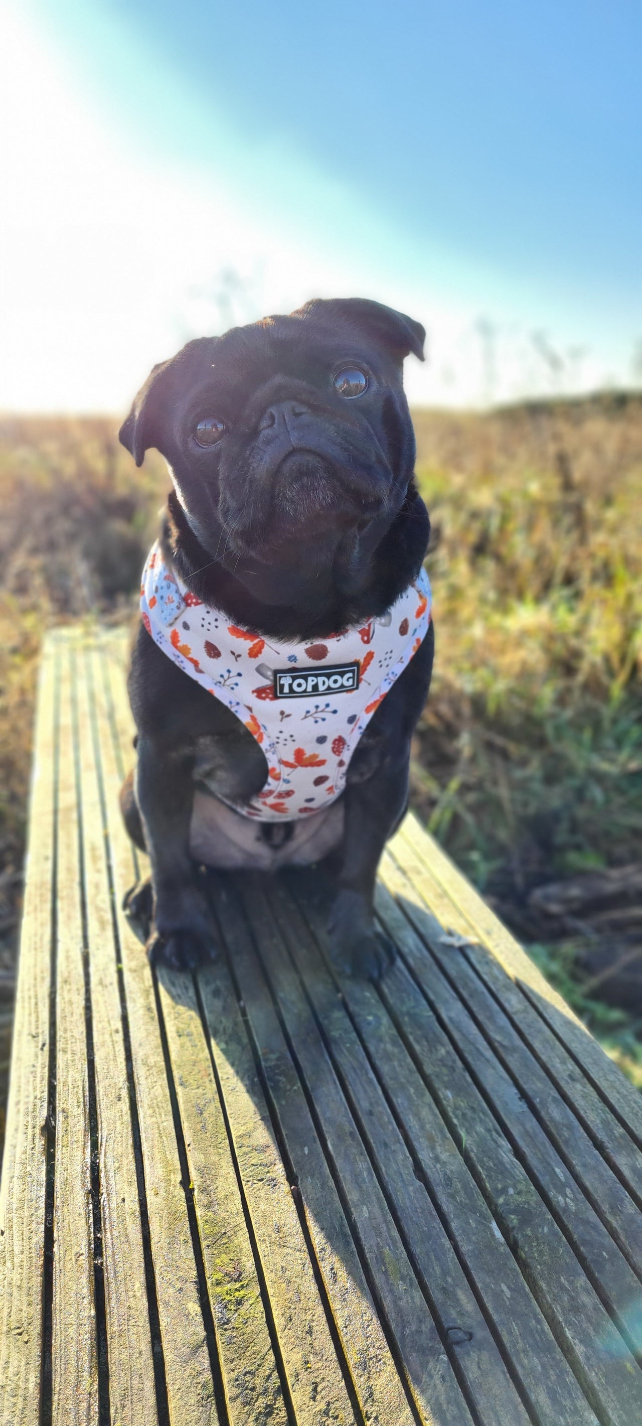 Pug wearing TopDog Harnesses Woodland Treasures Adjustable dog harness, sitting on a bench in the sunshine