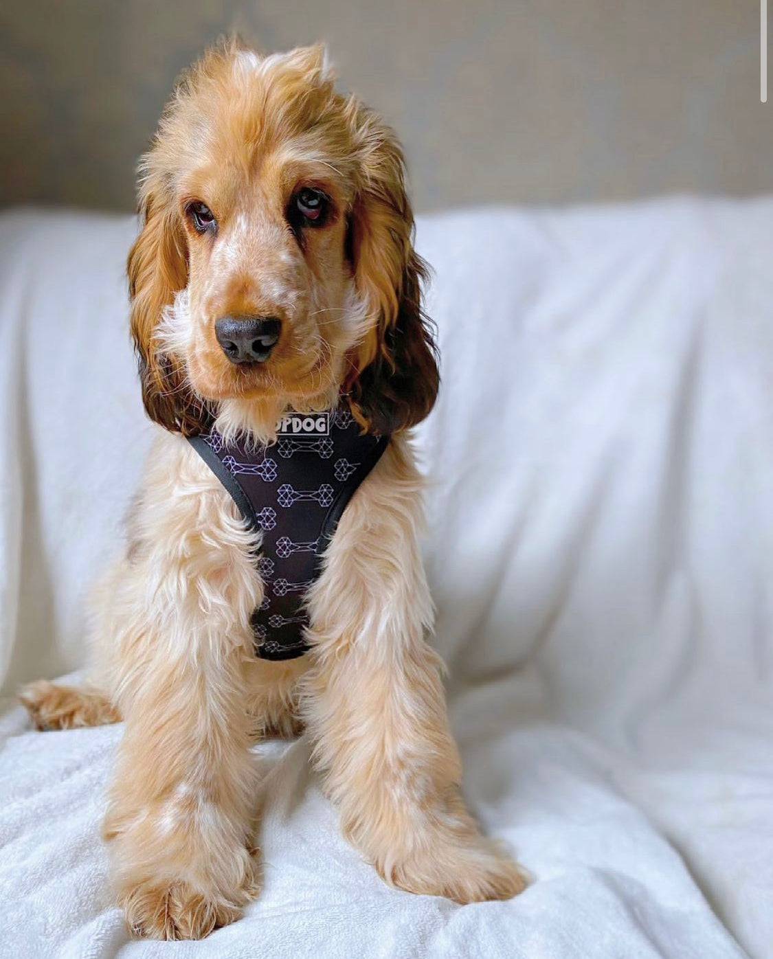 Cocker Spaniel wearing a TopDog Harnesses Give a Dog a Bone Reversible dog harness sitting on a cream sofa