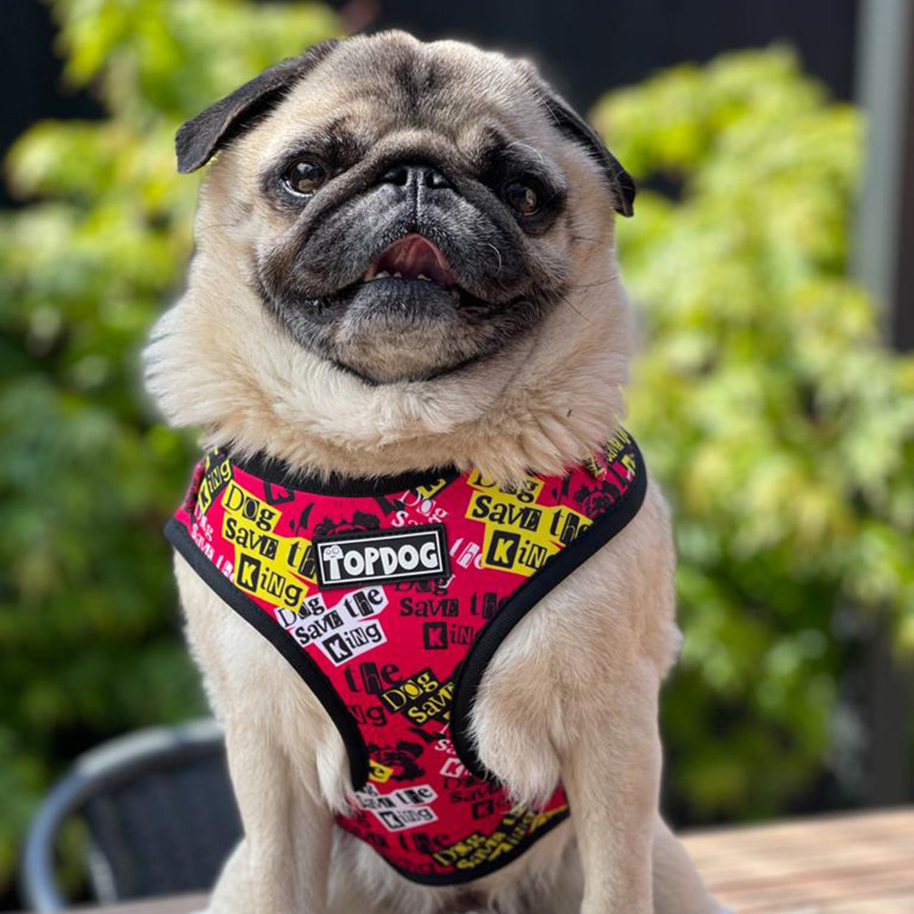 Pug wearing Topdog Dog Save The King Reversable Dog Harness