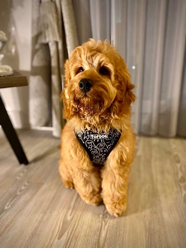 Cockapoo wearing TopDog Harnesses Squad Ghouls reversible dog harness, sitting on a wooden floor in a domestic house.