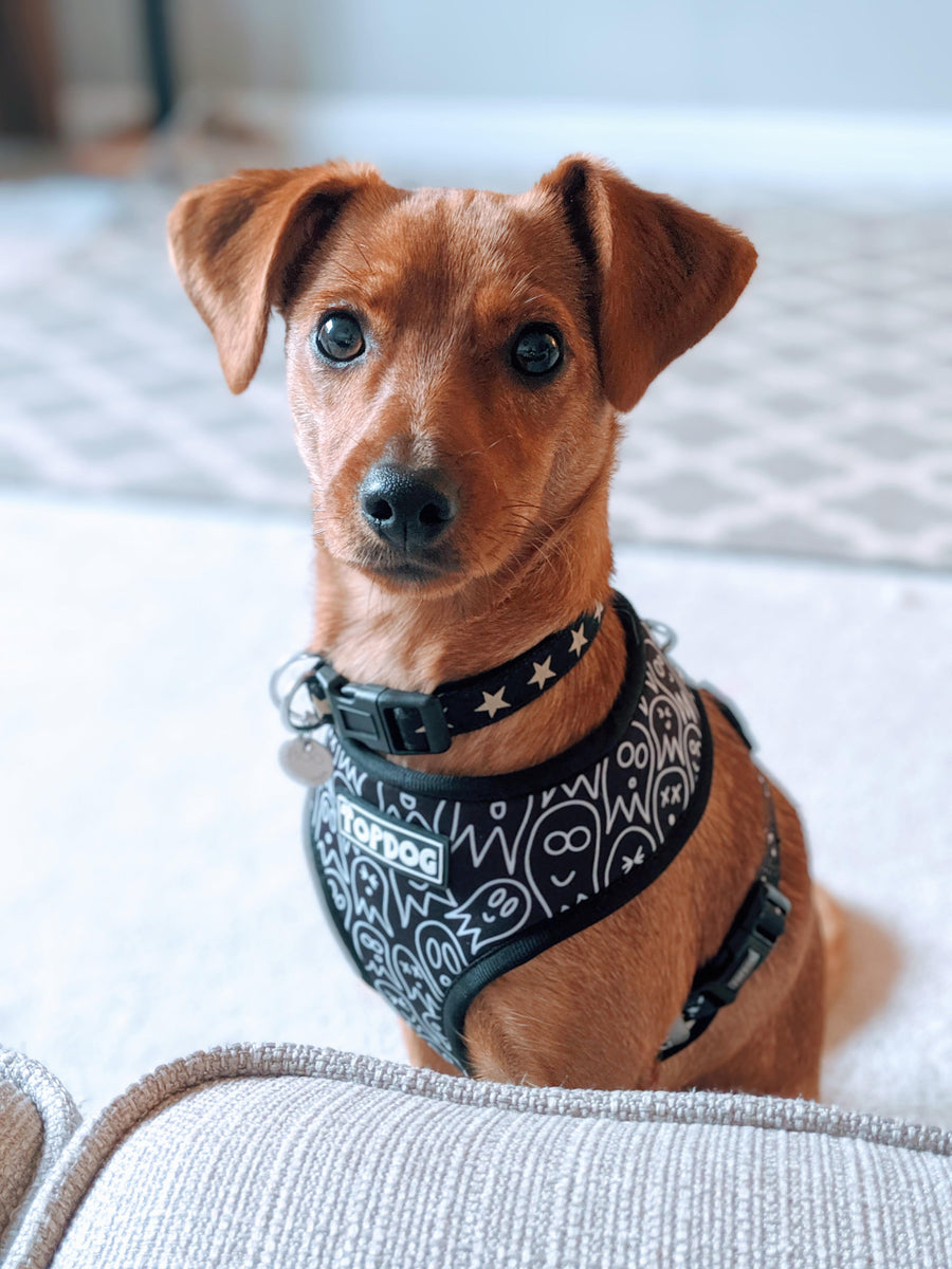 Miniature Pinscher wearing TopDog Harnesses Squad Ghouls reversible dog harness, sitting next to a grey sofa