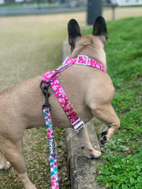 Thumbnail for French Bulldog wearing TopDog Harnesses Love Bug Strap dog harness looking behind while on a dog walk