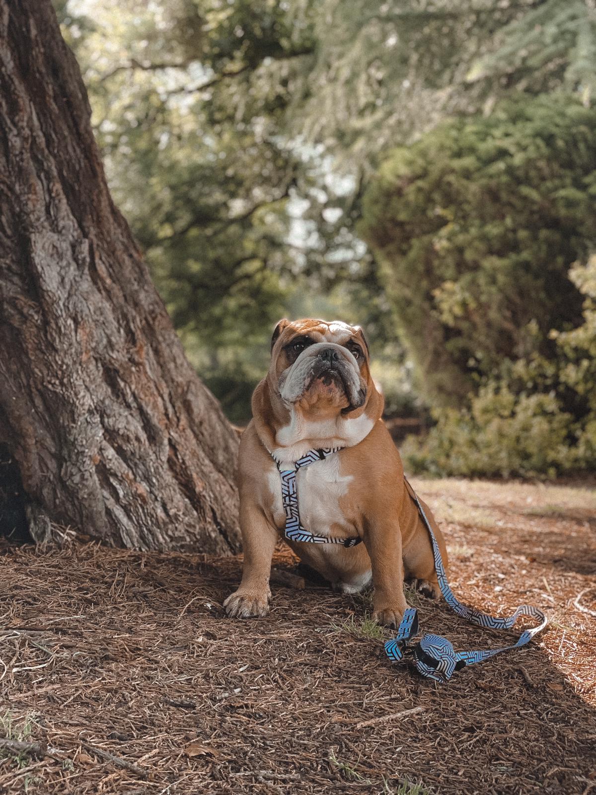 Bulldog wearing a TopDog Harnesses It's Just an Illusion Strap dog harness, sitting next to a large tree