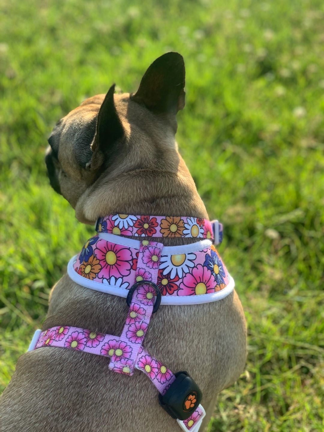 French Bulldog wearing TopDog Harnesses Pretty in Pink Dog collar and matching harness, sitting on the grass looking away from the camera