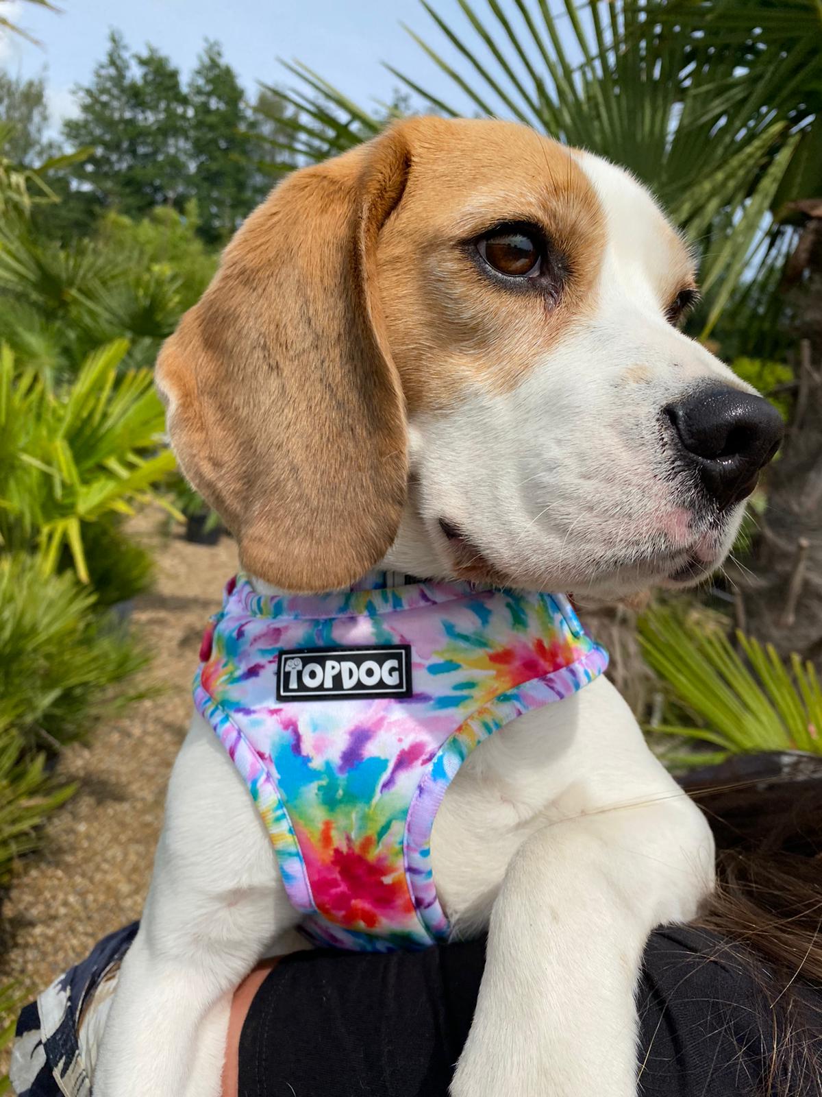 Beagle wearing TopDog Harnesses To Dye For Adjustable dog Harness, sitting in a tropical style garden