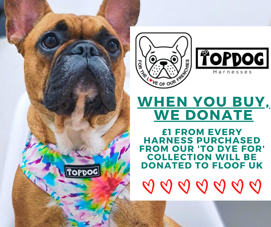 French Bulldog wearing TopDog Harnesses To Dye for Adjustable dog harness with donation message
