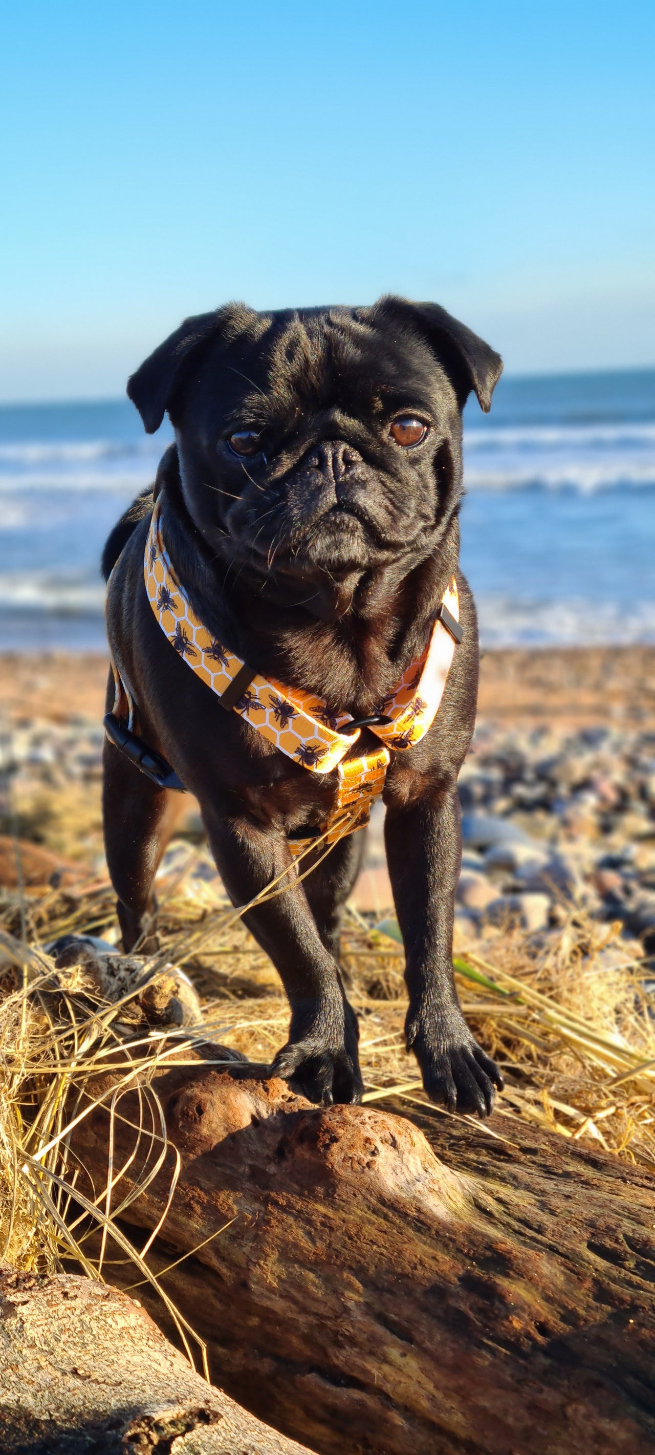 Black Pug wearing a TopDog Harnesses Bee Kind Strap dog harness standing on a piece of driftwood at the beach