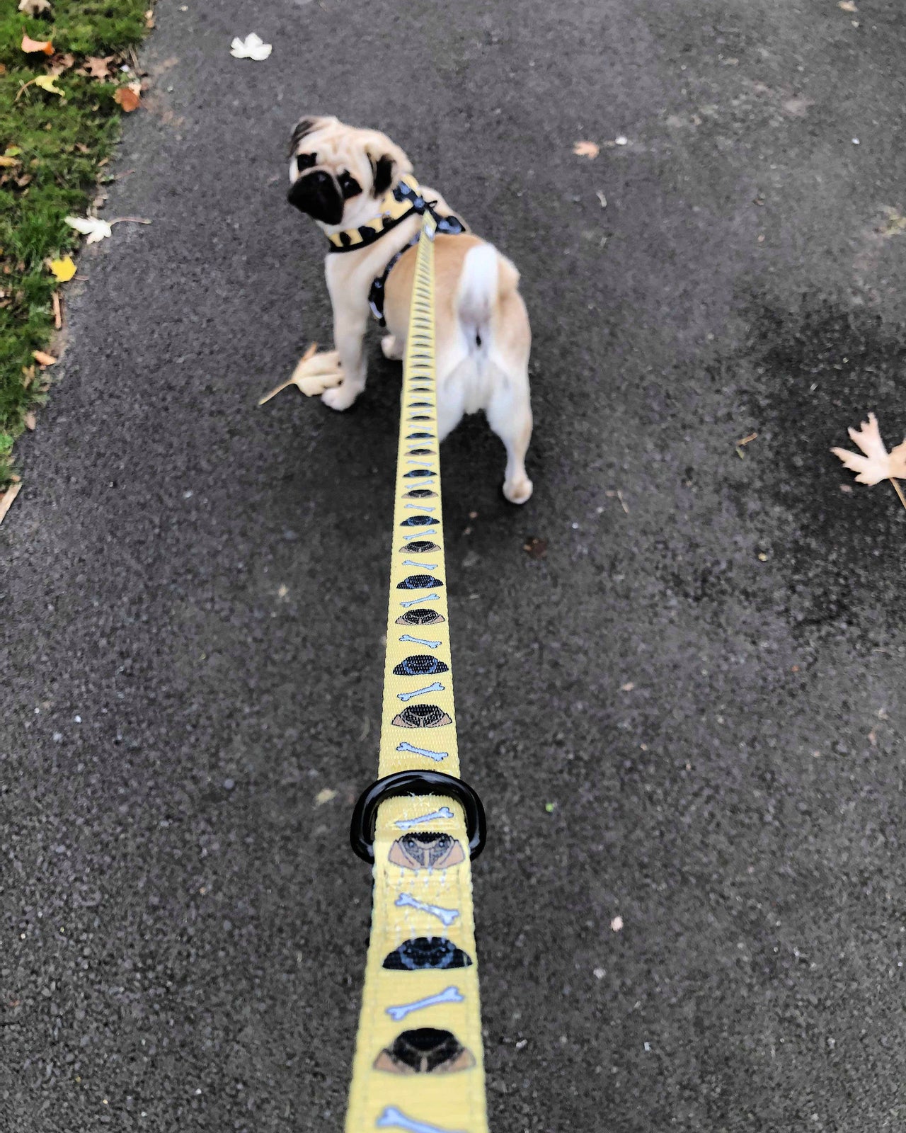 Pug wearing a TopDog Harnesses Give a Dog a Bone Reversible Dog Harness and Matching Lead out on a walk