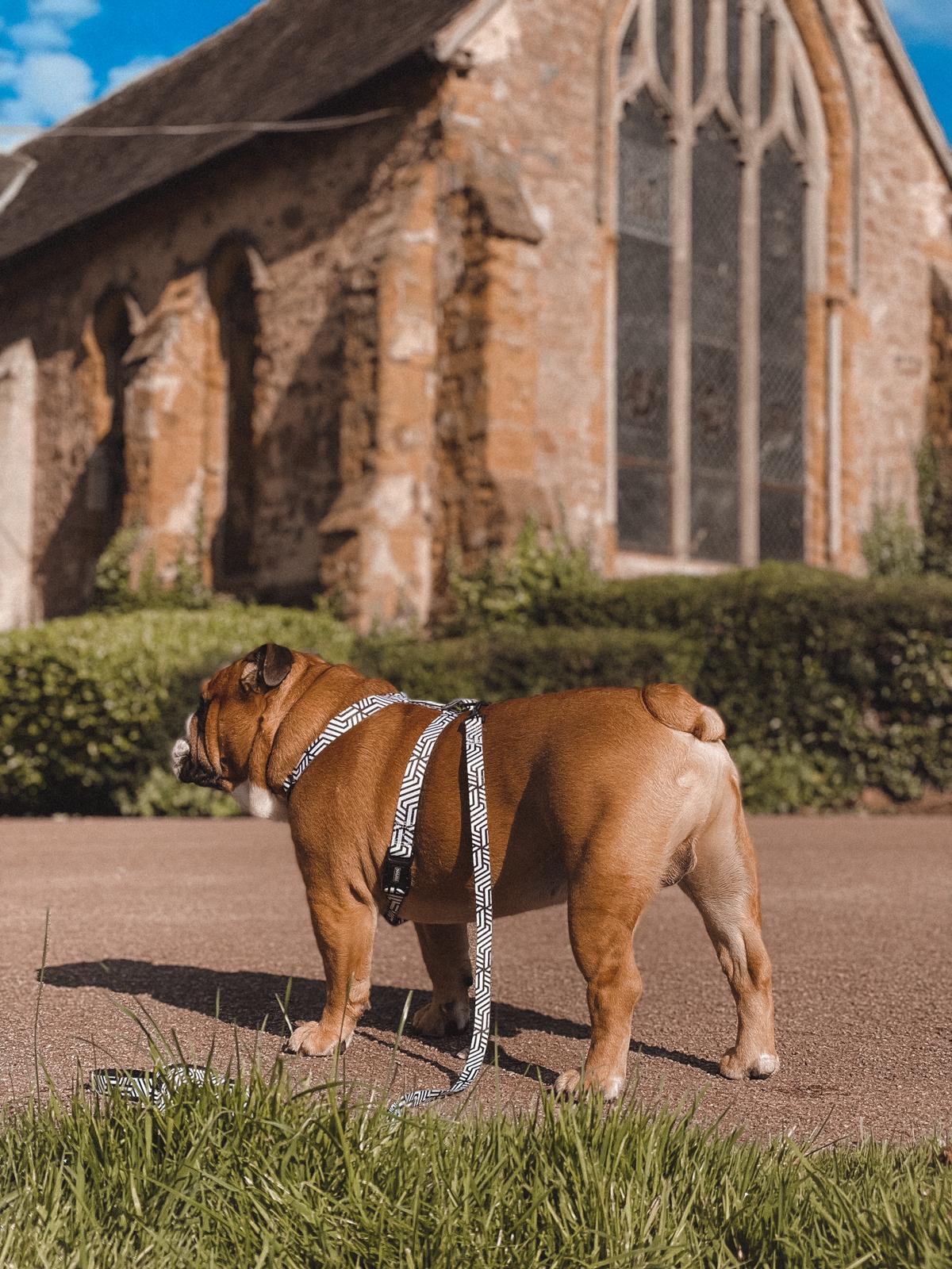 Bulldog wearing a TopDog Harnesses It's Just an Illusion Strap dog harness, the dog is standing on a path with a church behind 
