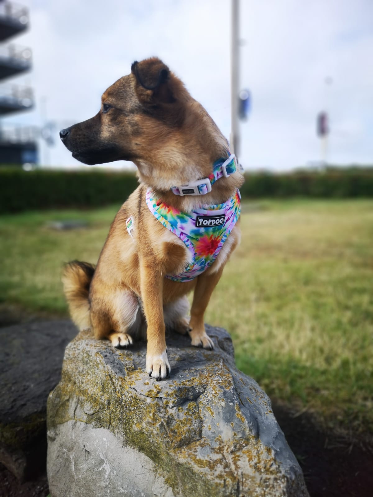 Mixed breed dog wearing TopDog Harnesses To Dye For Adjustable dog harness, sitting on a rock looking away from camera