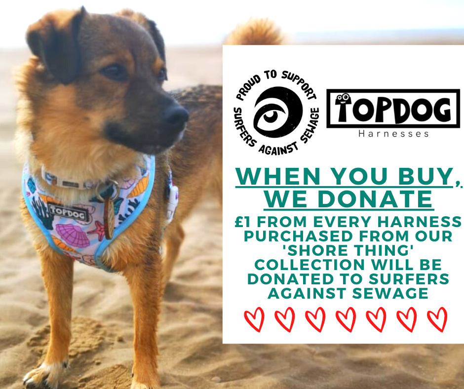 Mixed breed dog wearing TopDog Harnesses Shore Thing Reversible dog harness at the beach with charity message