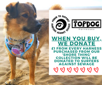 Thumbnail for Mixed breed dog wearing TopDog Harnesses Shore Thing Reversible dog harness at the beach with charity message