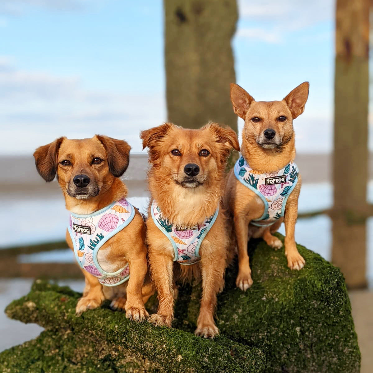 Three mixed breed tan coloured dogs wearing TopDog Harnesses Shore Thing Reversible dog harness, all sitting on a rock at the beach
