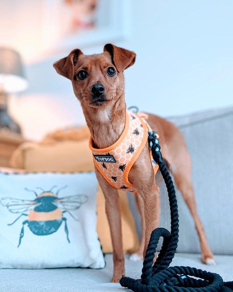 Miniature Pinscher wearing a TopDog Harenesses Bee Kind reversible dog harness attached to a black rope lead standing on a sofa next to a bee cushion