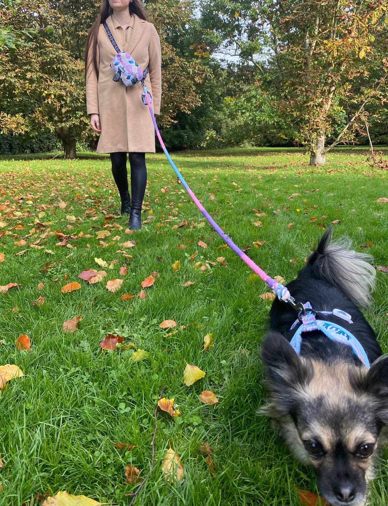 Chihuahua and its owner wearing a TopDog Harnesses Dual Rope Lead in a park on a walk.