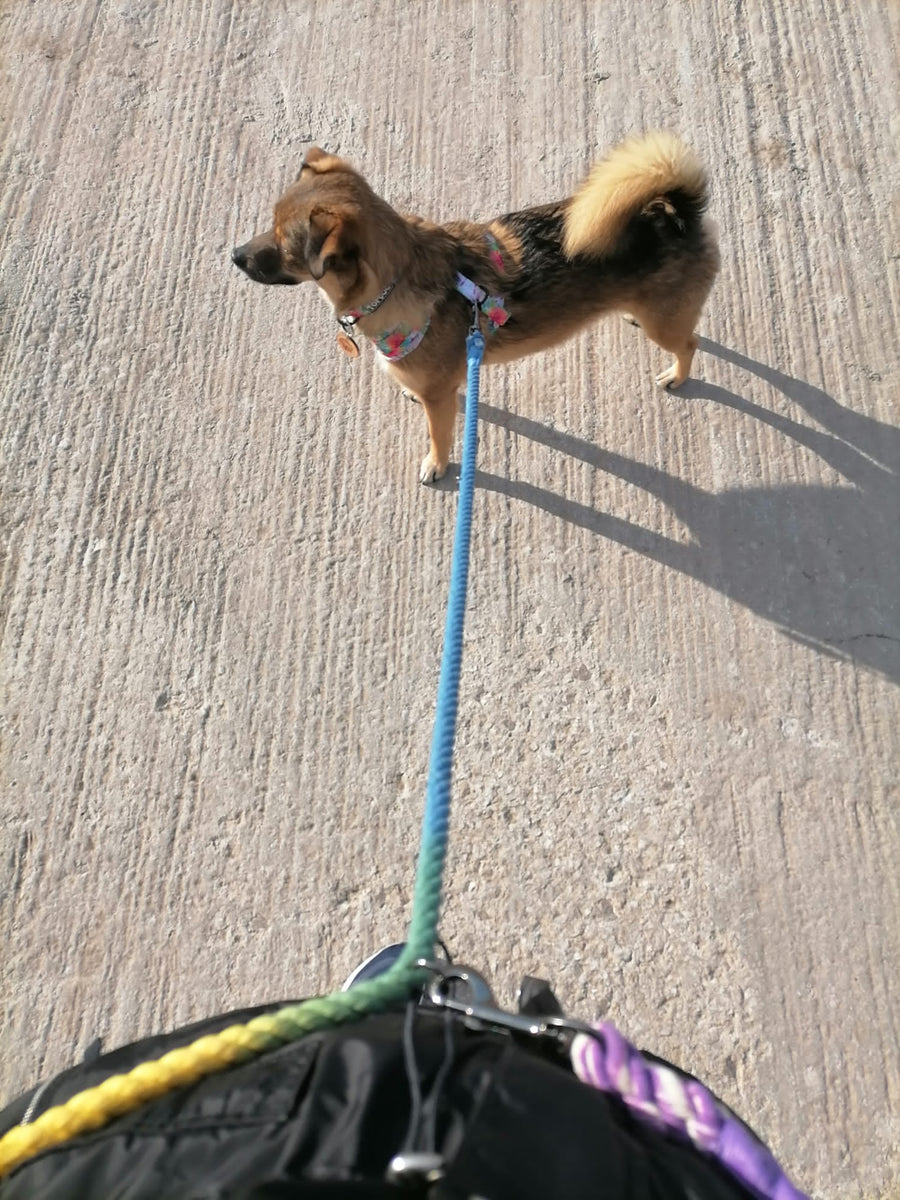 Mixed breed dog wearing TopDog Harnesses Dual Rope Lead out on a walk