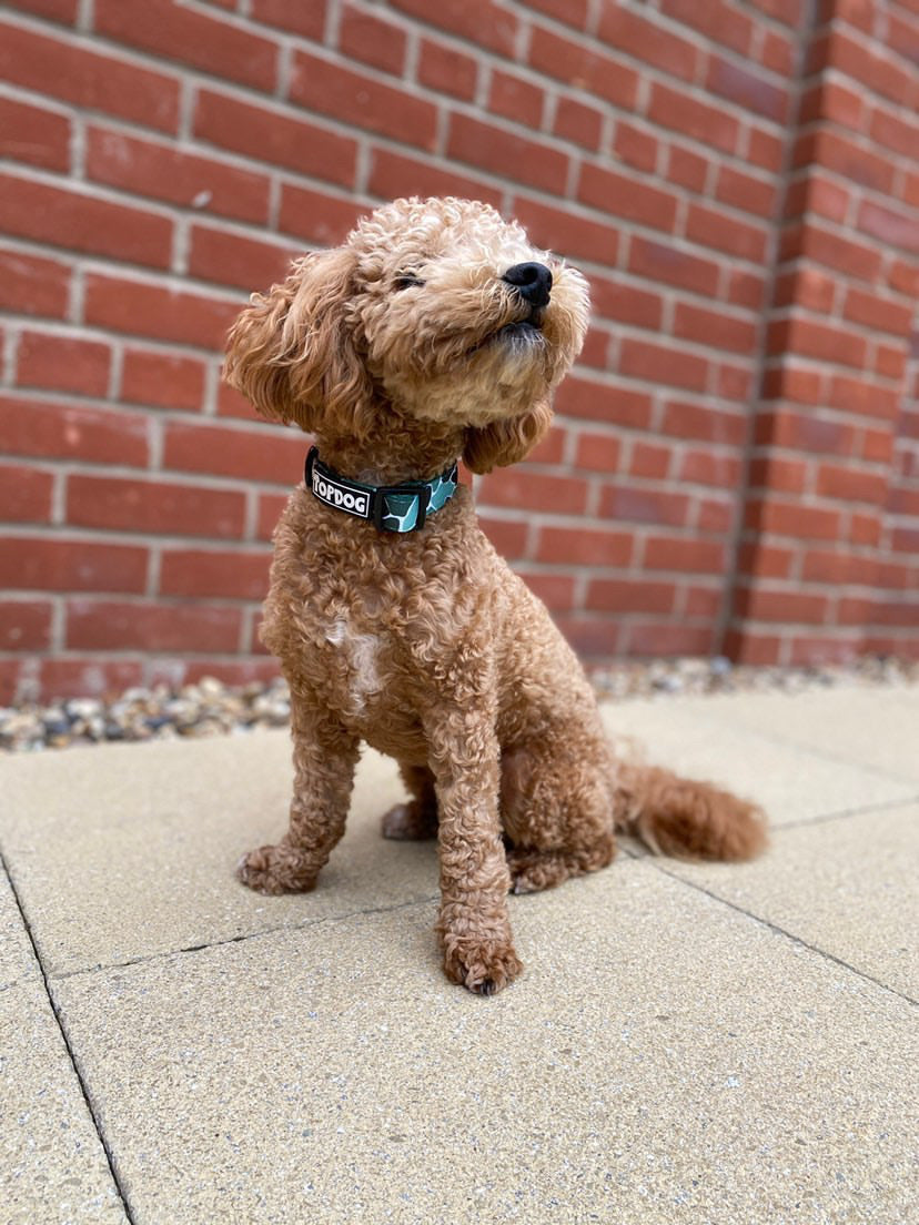 Toy poodle wearing a TopDog Harnesses BeLeaf in Yourself dog collar sitting on a paved patio in front of a brick wall