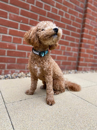 Thumbnail for Toy poodle wearing a TopDog Harnesses BeLeaf in Yourself dog collar sitting on a paved patio in front of a brick wall
