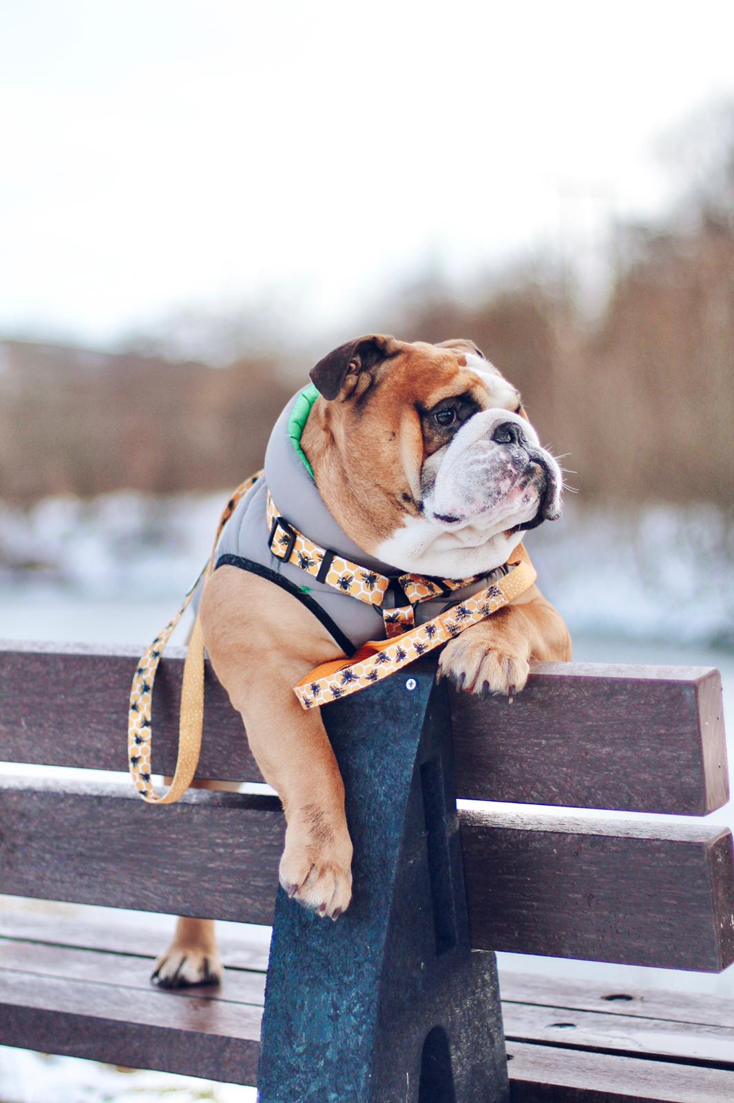 Bulldog wearing a TopDog Harnesses Bee Kind Strap dog harness stood up on a bench