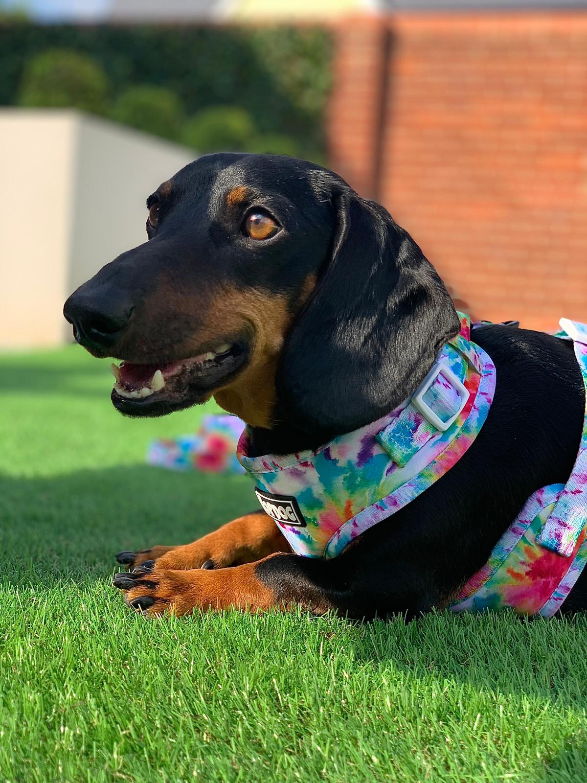 Dachshund wearing TopDog Harnesses To Dye For Adjustable dog harness while sitting on the grass