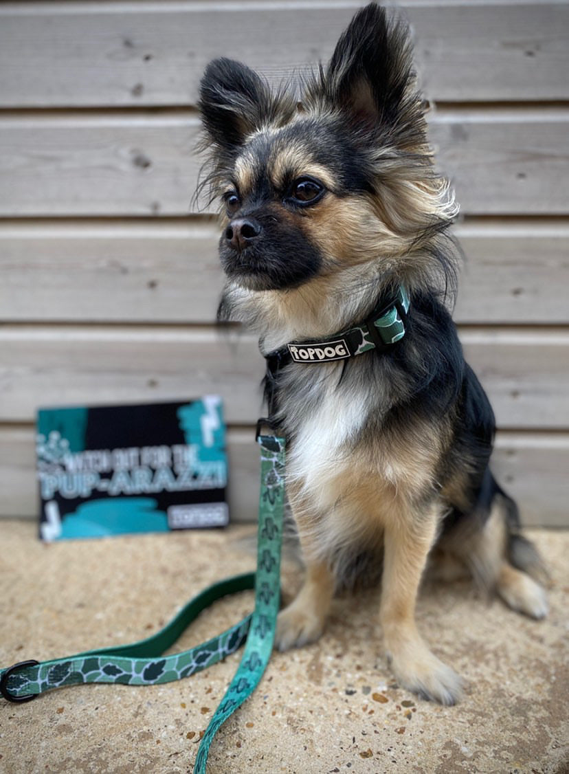 Chihuahua wearing a TopDog Harnesses BeLeaf in Yourself dog collar sitting next to a wooden fence