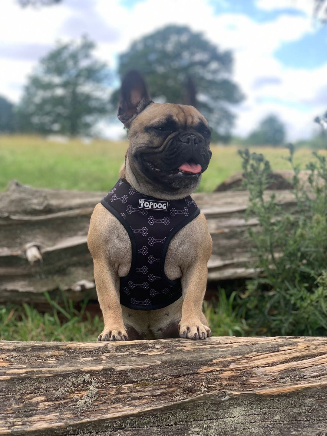 French Bulldog wearing a TopDog Harnesses Give a Dog a Bone Reversible dog harness sitting on a log in a field
