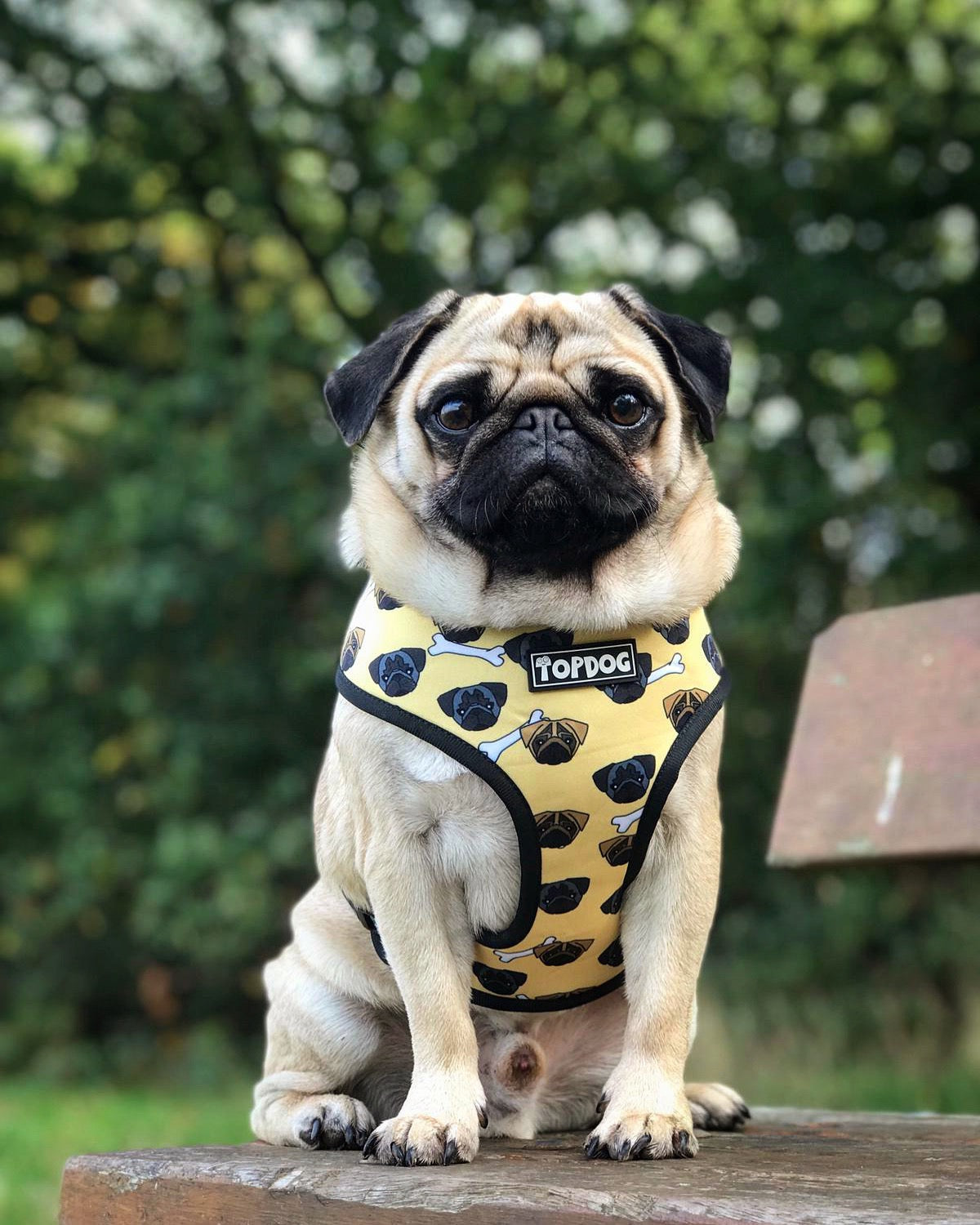 Pug wearing a TopDog Harnesses Give a Dog a Bone Reversible dog harness sitting on a bench looking at the camera